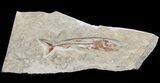 Fossil Viper Fish (Eurypholis) - Lebanon #48495-1